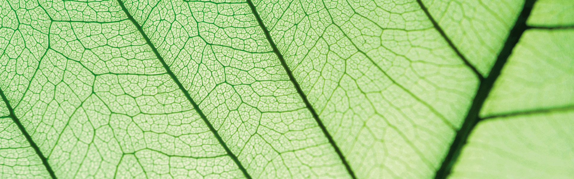 Un zoom sur les veines ou nervures d'une feuille verte translucide