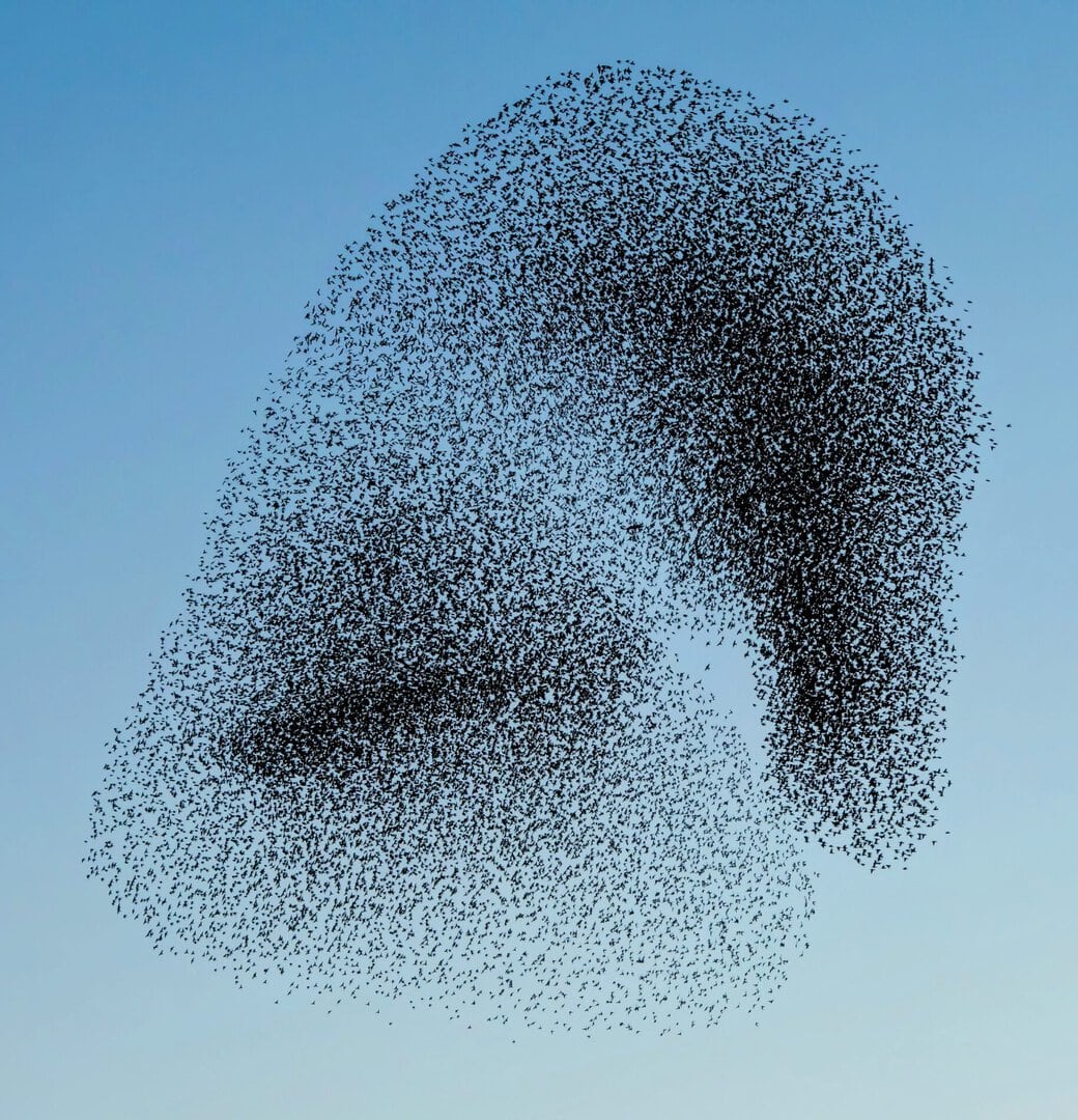 Une murmuration d'oiseaux dans le ciel bleu